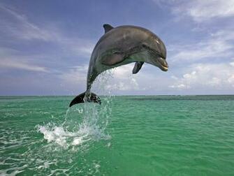 Handsome Dolphin Wallpaper And Image