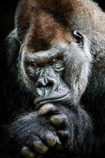 Gorilla Wallpaper Tarzan Silverback