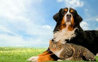 Dog And Cat Wallpaper