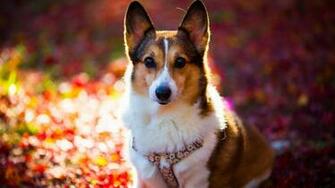 Wallpaper Corgi