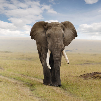 African Elephant Wallpaper