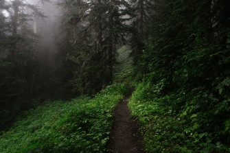 Dark Green Forest Wallpaper