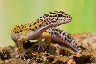 Leopard Gecko HD Wallpaper Background Image