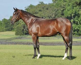 Bay Thoroughbred Wallpaper