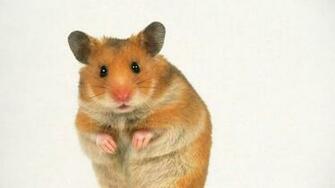 Hamster Wallpaper High Quality And Resolution
