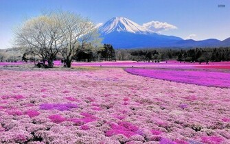 Mount Fuji Wallpaper Pink Flower Field Stock Photos