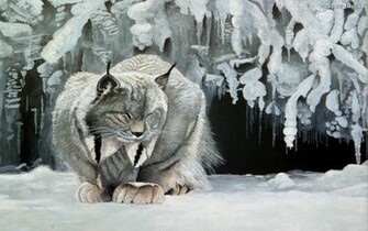 HD Wallpaper Lynx Pictures