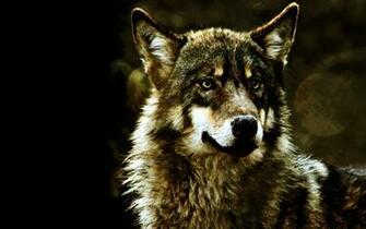 Black Wolf HD Wallpaper Desktop