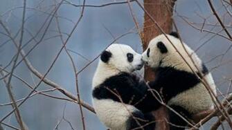 Kissing Pandas Bing Wallpaper