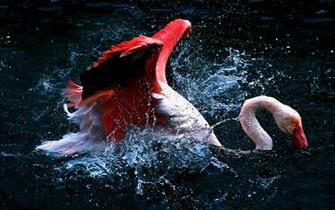 Flamingo Computer Wallpaper Desktop Background Id