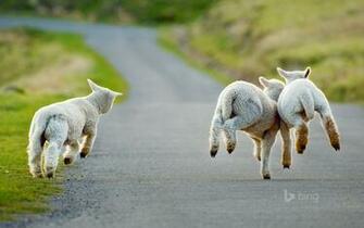 Sheep Wallpaper X Net
