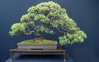 Bonsai Tree Wallpaper For Desktop Net