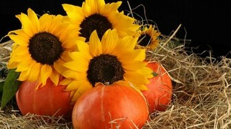 Sunflowers Pumpkins Wallpaper