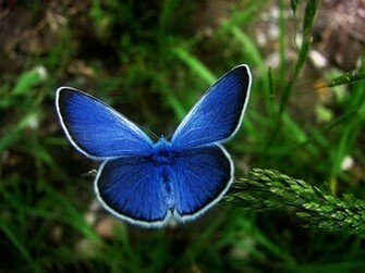 Papillon Wallpaper