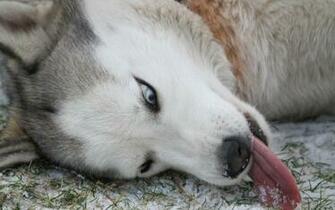 Click Select Set As Desktop Background Wallpaper Animals Dogs