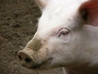 You Are Ing The Pig Wallpaper Named It Has Been Ed