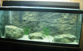 3d Background Aquarium Rock Desktops Pics