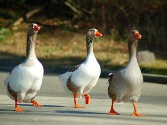 Very Sweet And Cute Animals Funny Goose Wallpaper For Desktop