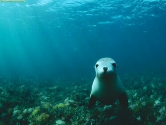 Sea Lion Underwater Wallpaper