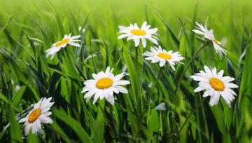 Camomiles Grass Flowers Wallpaper HD Desktop And Mobile