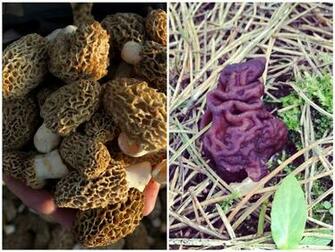 False Morel Mushroom Anime HD Wallpaper