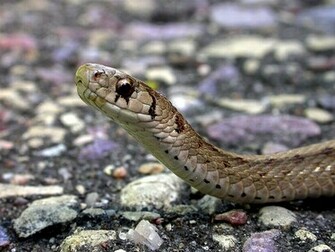 Snake Eye Wallpaper