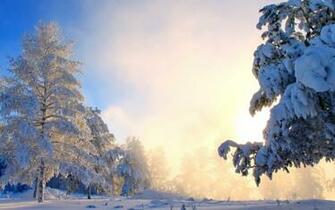 Snowy Pine Trees Wallpaper