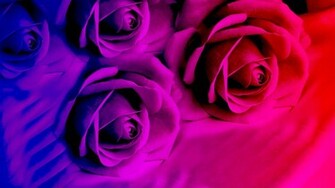 Purple Roses In Bright Color Wallpaper And Image