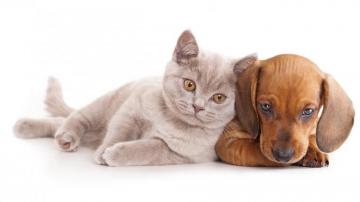 Cute Dog And Cat Wallpaper Net