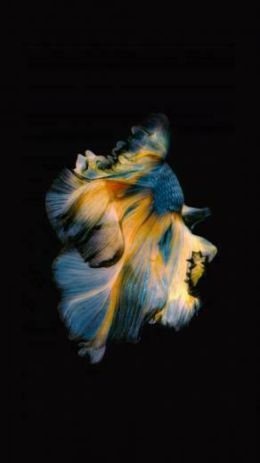 Get Apple S Live Fish Wallpaper Back On Your iPhone Ios