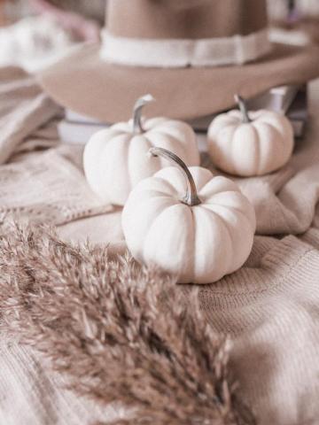 Neutrals Best Neutral Grey Plant And Flora Photos On