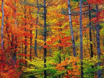 America The Beautiful In Autumn Peak Fall Foliage Dates For States
