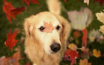 Fall Wallpaper With Dogs Amazing