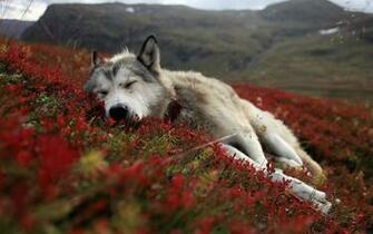 Pics Photos Beautiful Wolfs Wallpaper HD Wolf
