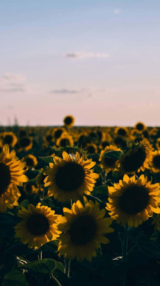 Sunflower Aesthetic iPhone Wallpaper