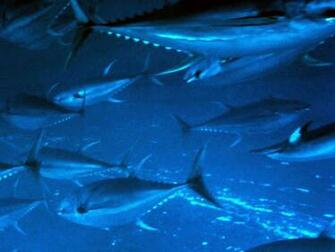 Tuna Wallpaper Imgkid The Image Kid Has It
