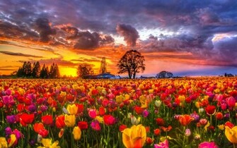 Yellow Daffodils Wallpaper Field