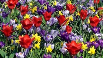 Flower Power Wallpaper
