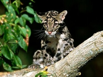 Clouded Leopards Wallpaper Zoom