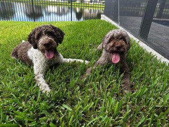 Lagotto Romagnolo Dog Rescue
