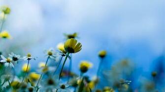 Background Of Yellow Flowers Wallpaper Resolution