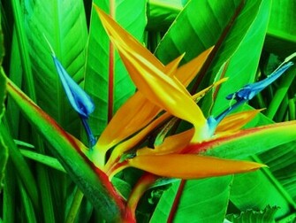 Birds Of Paradise HD Wallpaper