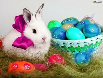 Cute Bunny Image Wallpaper Beautiful Sweat Rabbits Picture HD