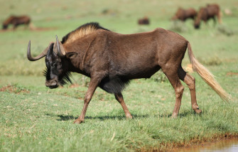 Wildebeest Grazing Savannah Wallpaper