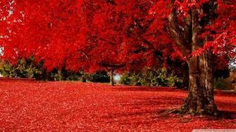 Wallpaper Red Autumn 1080p HD Upload At February