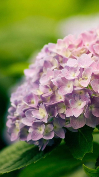Cool Hydrangea Wallpaper