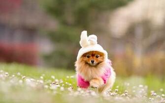 Cute Grass Wallpaper Running Puppy Computer