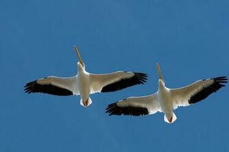Pelicans Wallpaper Pictures Image Gallery