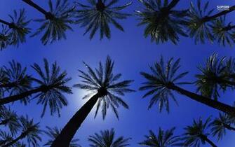 Palm Tree Wallpaper HD In Beach