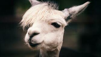 Animals Llama Wallpaper